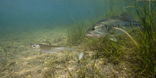 Best Soft Plastic Lures for Bass Fishing: A Practical Guide for More Bites