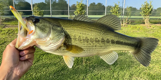 The 5 Best Fall Bass Fishing Lures