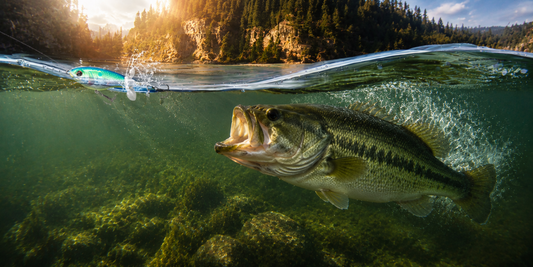 Why Bass Explode on Topwater Lures: Topwater bass fishing