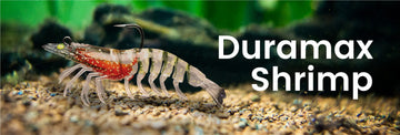 Shrimp Lures