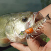 Pre-Rigged Soft Fishing Lures | BKK Hook | Easy Catch |  Tear-Resistant TPE | Shrimp & Crayfish Swimbaits | Freshwater Saltwater Baits  | For Bass & Trout &Walleye &Pike