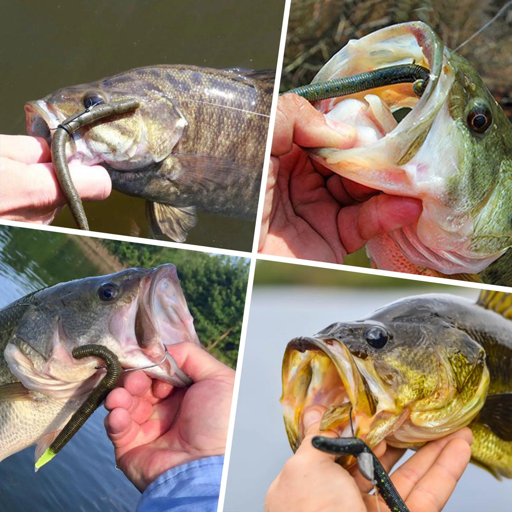 Collage of a fish with a hook in its mouth held by a person, with different backgrounds.