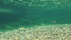 Rooster Tail Spinnerbaits Fishing Lures in water