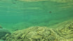TRUSCEND Easy Catch Swimmax, Magic Noisy Turbulent Wiggling and Vibrating Action for More Bites, Lifelike Fishing Lures for All Species, Swimbait for Relax Family Fishing Must-Have for Lovely Anglers [WM]