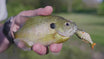 Swimmax Creek Fishing King Fishing Lures [WM]